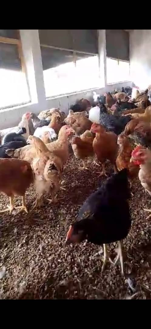 Poulet Local Amélioré SASSO Rainbow Vivant - Vente au Poids