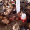 Poulet Local Amélioré SASSO Rainbow Vivant - Vente au Poids