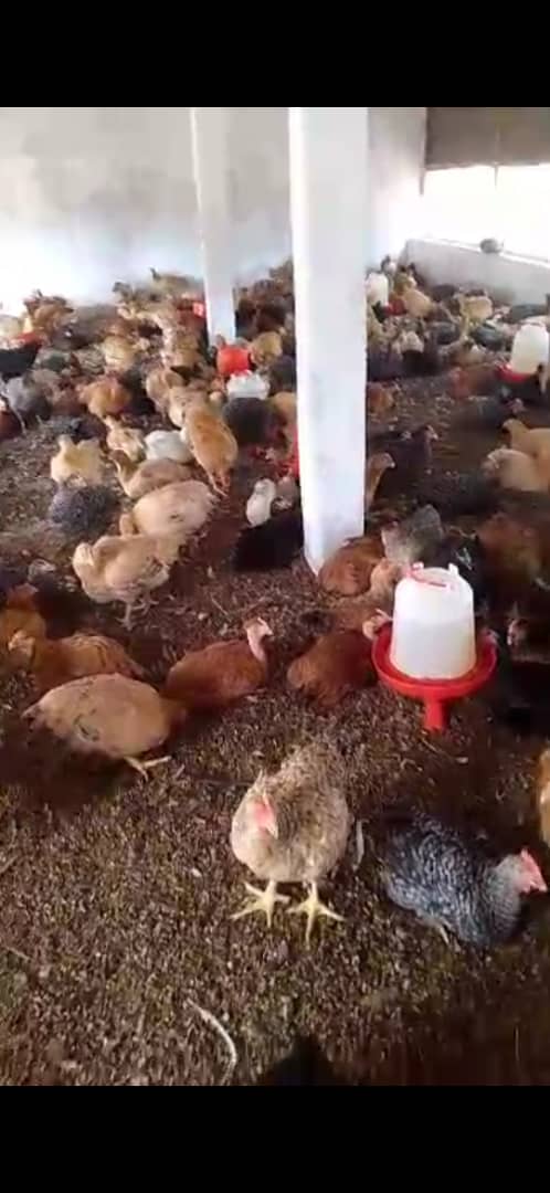 Poulet Local Amélioré SASSO Rainbow Vivant - Vente au Poids