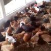 Poulet Local Amélioré SASSO Rainbow Vivant - Vente au Poids