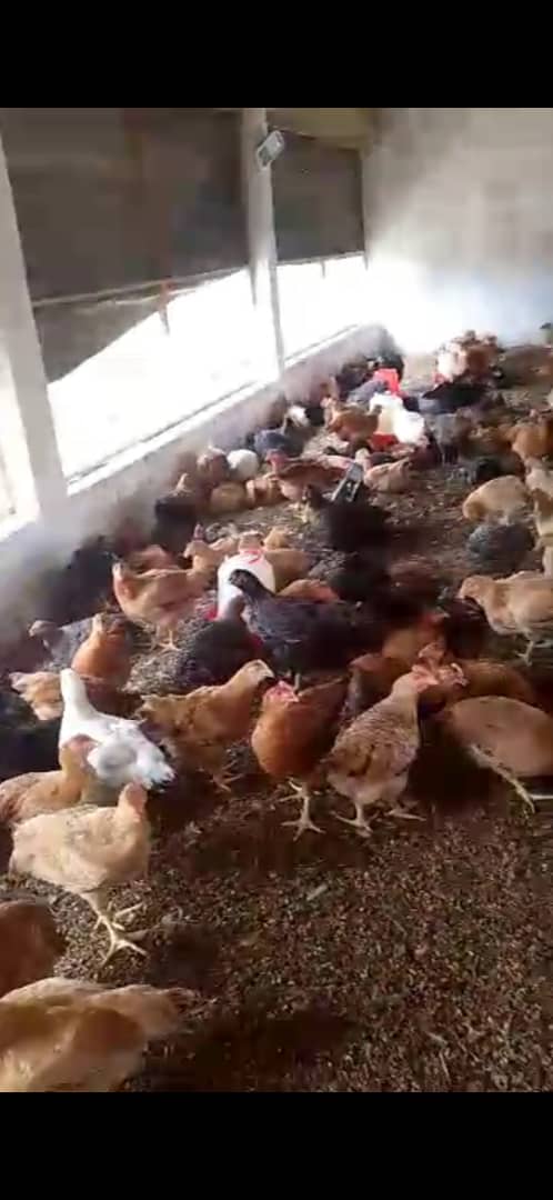 Poulet Local Amélioré SASSO Rainbow Vivant - Vente au Poids